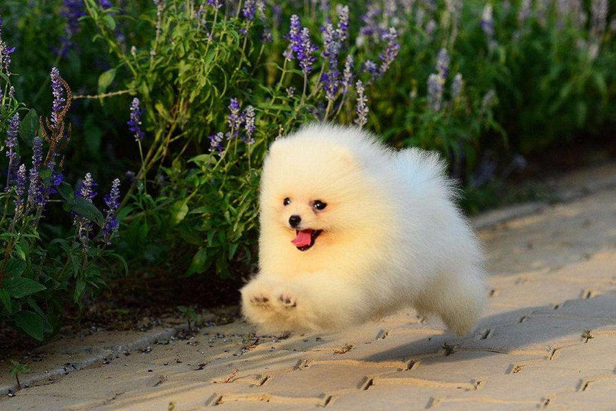 世界上最聪明温顺的宠物狗,第一种是狐狸犬,最后一种是大暖男
