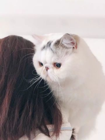 加菲猫自带表情,表情看到它再难过都被逗笑你胖了主人包图片