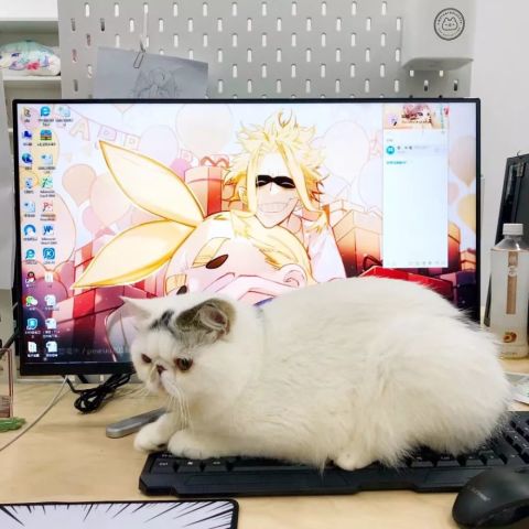 加菲猫看到表情,主人自带它再难过都被上车逗笑请表情包刷卡图片