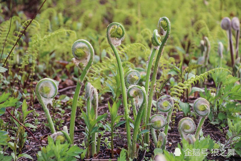 这野菜是"东北山珍"之首,却常被错认为蕨菜,价格不菲