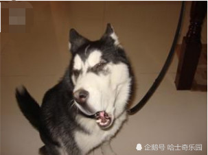 一组哈士奇搞笑图片,每个表情都到位,网友:笑到肚子疼!