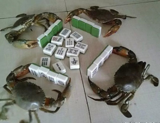 用打麻将的心态做事业,没有不成功的,说的太对