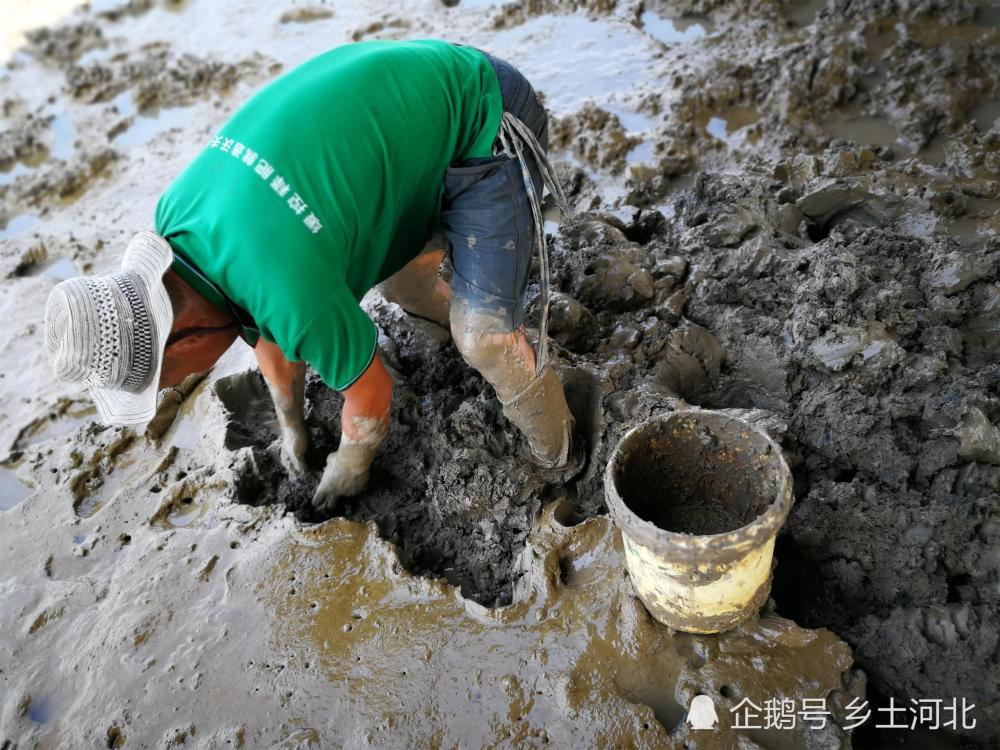 海边的汉子每天身陷烂泥滩,只为寻找一种吓人的虫