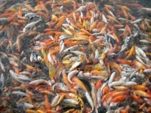 老汉挖出一口泉水,每天有<em>千斤</em>鱼冒出,都上央视