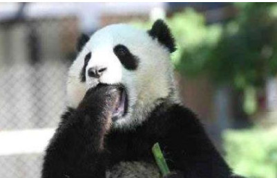 大熊猫搞笑照片,图4的宝宝是没脸见人了吗?