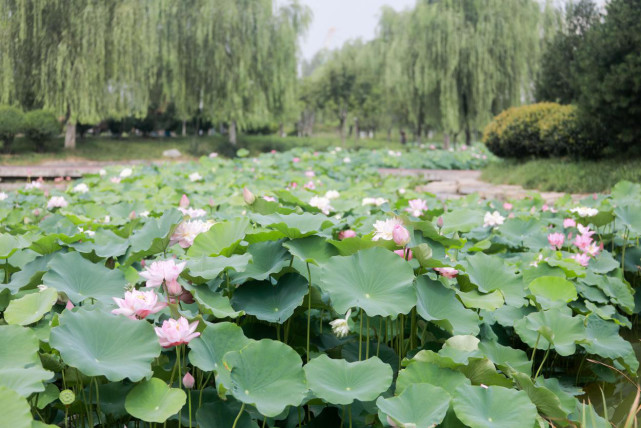 盛夏荷花别样红 来云水公园共赏夏日美景
