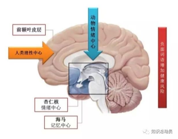 前额叶皮层是位于额头后面的大脑结构,是 决策的 中心,是我们凉爽的