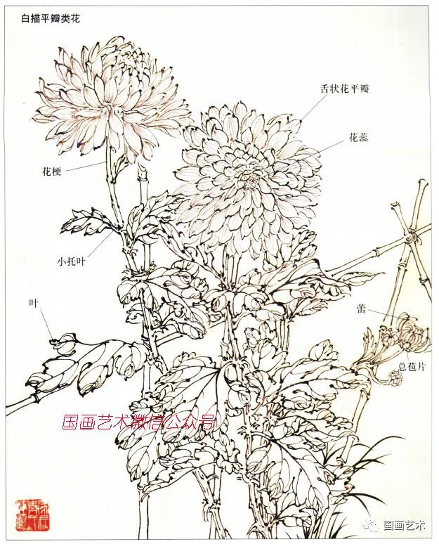 图文教程菊花大丽花画法解析