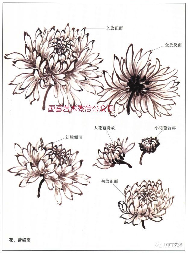 图文教程:菊花·大丽花画法解析