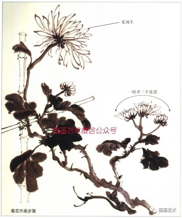 图文教程菊花大丽花画法解析