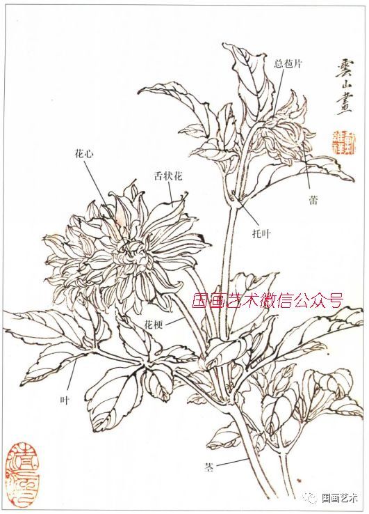 图文教程菊花大丽花画法解析