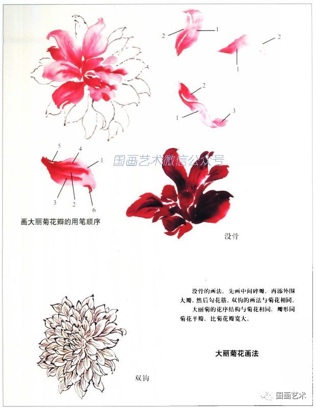 图文教程菊花大丽花画法解析