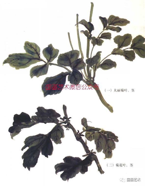 图文教程菊花大丽花画法解析