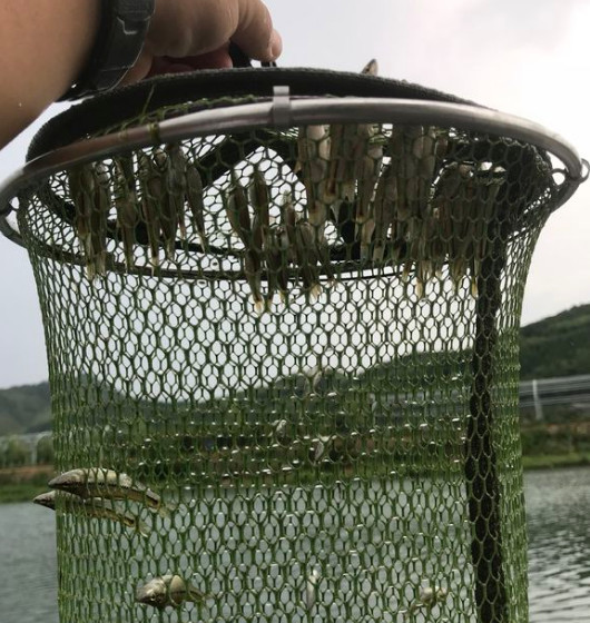 半天也能钓上百条,不知道是鱼太小了,还是2米的鱼护太大了,跑了好多鱼