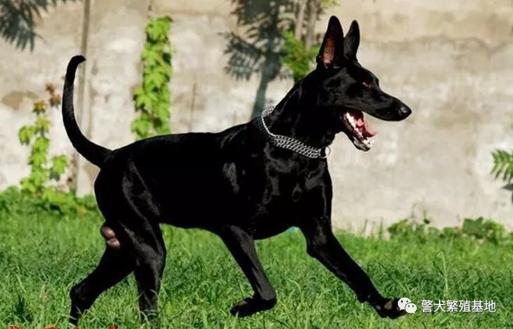 纯种黑狼犬哪里有卖的黑狼犬多少钱黑狼幼崽的价格-黑狼养殖基地