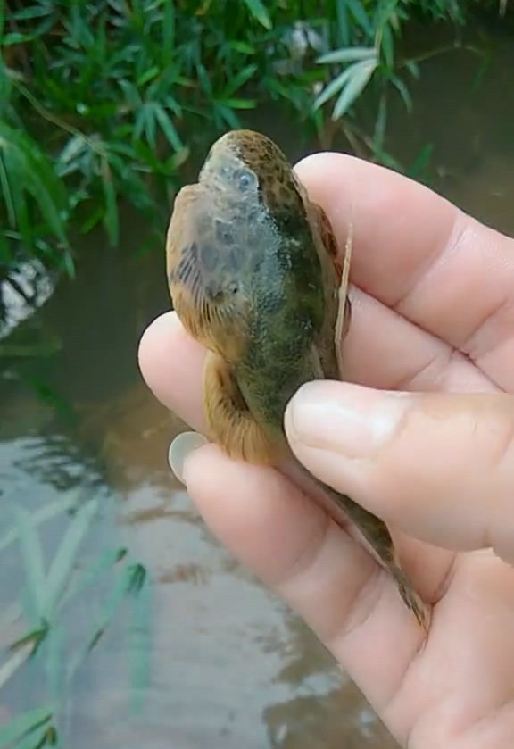 外星生物?深山石巴子鱼,模样诡异但好吃,网友:这鱼1千一斤
