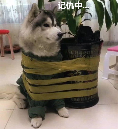 小猫被抓现行,铲屎表情得五花大绑,这货还在记仇零食包吃官气gif图片