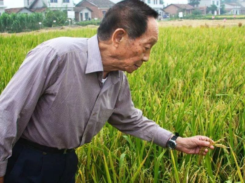 水稻之父 腾讯网