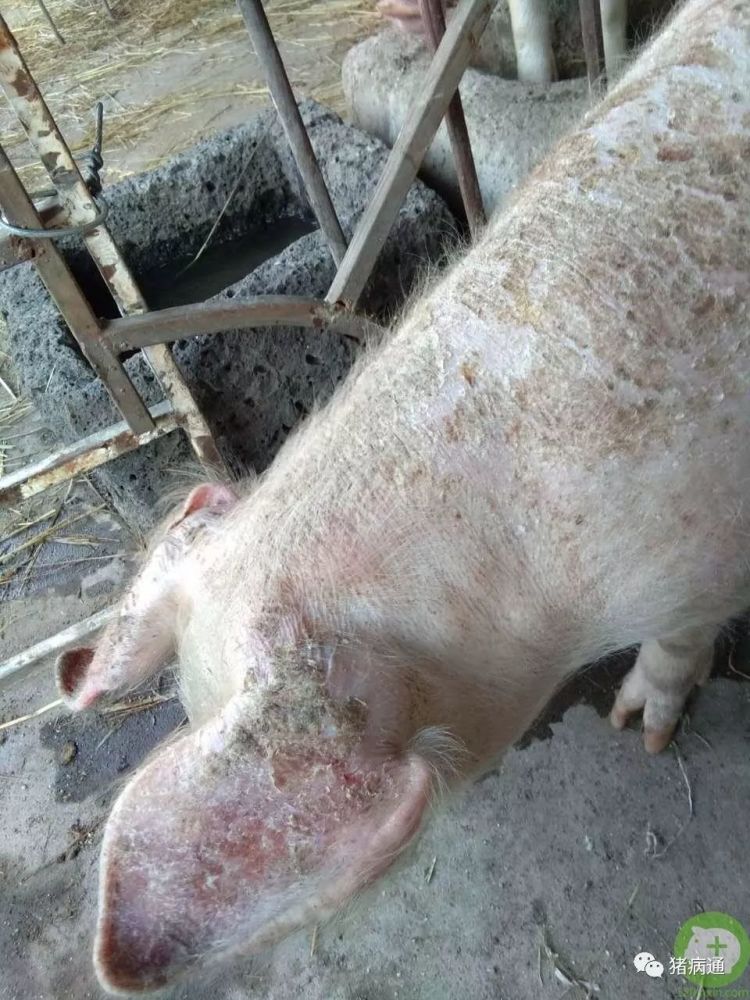 猪渗出性皮炎