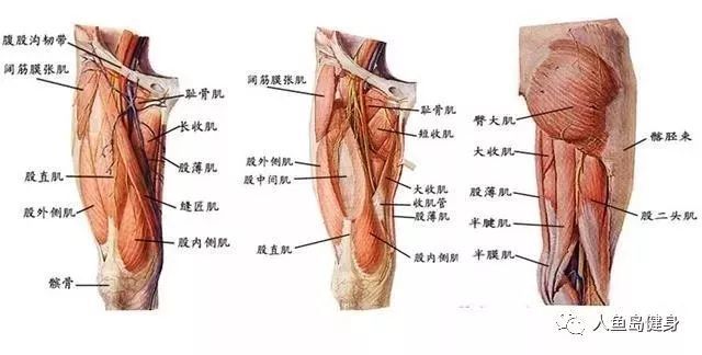 大腿肌群是人体最大的肌肉群,分为前外侧,内侧,后侧三群,分别位于大腿