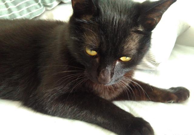 垃圾桶里捡了一只小黑猫,两年之后大变样,网友:简直就