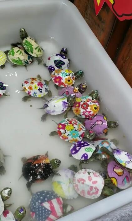 店家老板在乌龟壳上画画,网友看后惊呆了,简直就是龟仙子