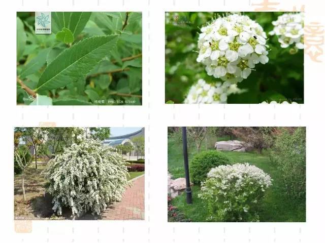 130种北方常用园林植物集锦