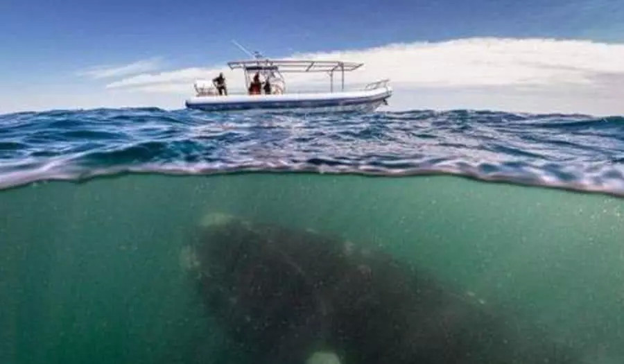 海底8千米是生物极限,那1万米到底有多恐怖?里面有