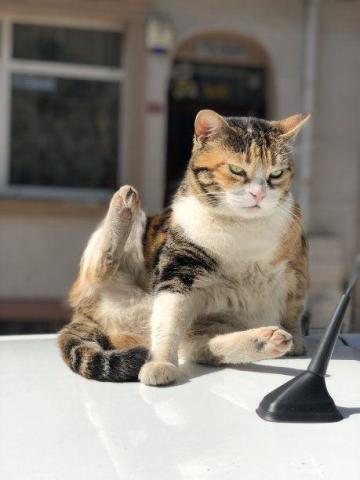 中国田园猫也能当作宠物猫吗?