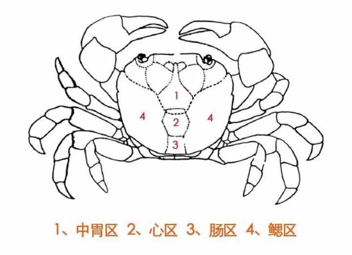 又到了梭子蟹的旺季 梭子蟹该怎么挑选呢?