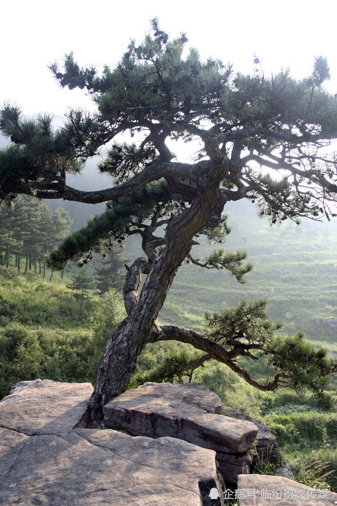 一颗松树长在悬崖峭壁的石头里 没水没土活了数百年 谁看了都说很神奇