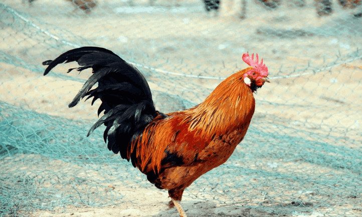 每天早晨公鸡都会打鸣,原因是什么?原来鸡也这么有灵性!
