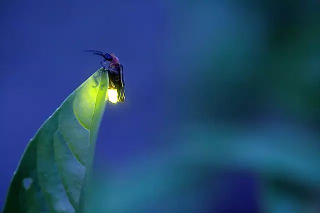 小龙百科为什么萤火虫会发光