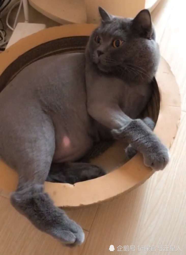 小蓝猫胖到变形,被主人取笑后竟然生气,娇羞的躲在盆子里卖萌