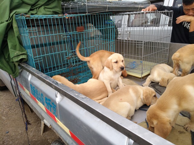 狗市拉布拉多幼犬,狗场主拉来一车,一个早上也没有卖出去一只,狗场主