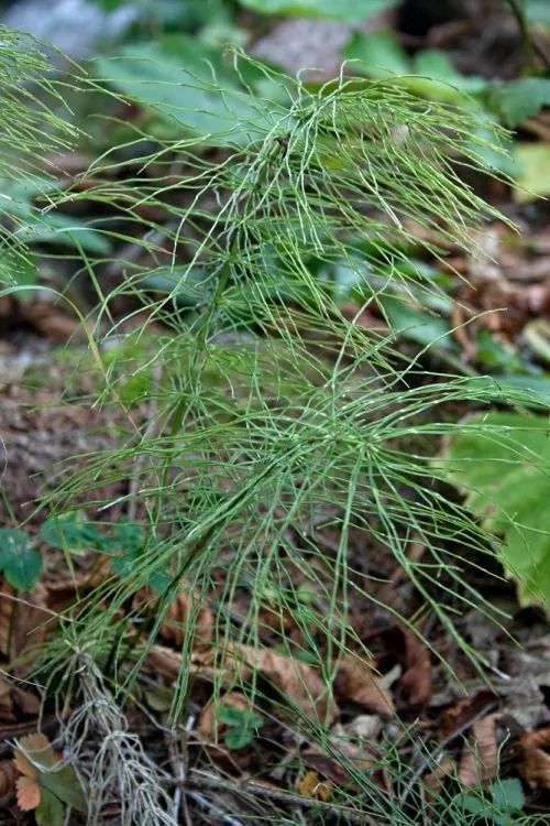 北京地区野生蕨类植物彩色图鉴(上)