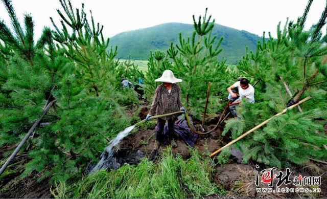 張家口崇禮：雨季造林