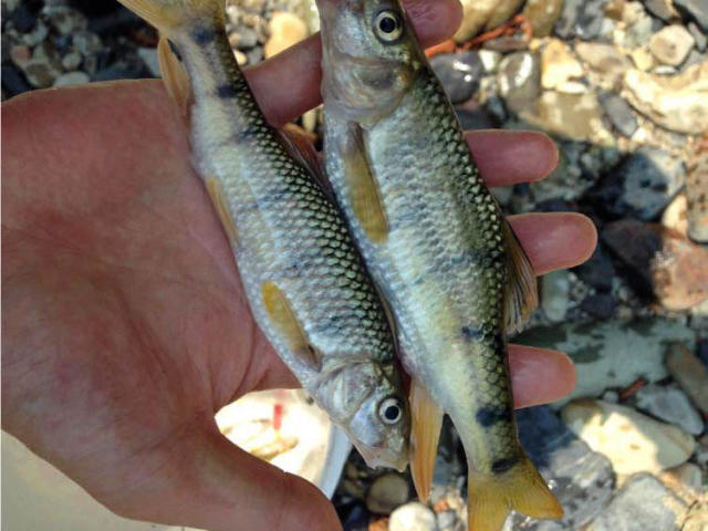 溪流里最多的就是这种光唇鱼,误食了鱼籽可能