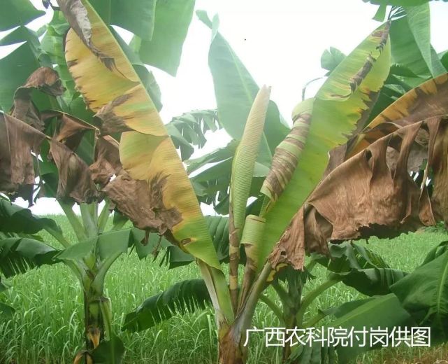 以图看病,香蕉最常见三大细菌性病害
