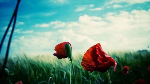 谁写的啊,真经典!