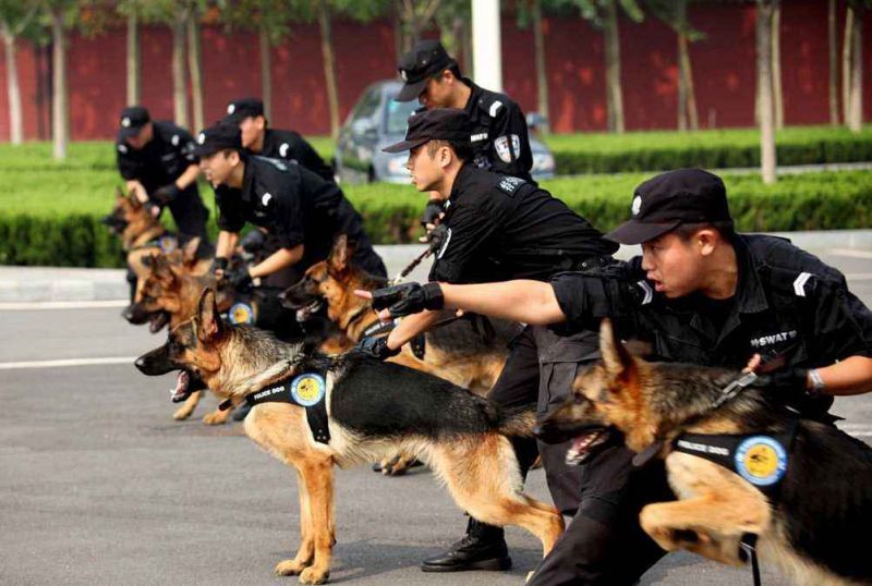 警犬专业(也叫警犬技术专业)