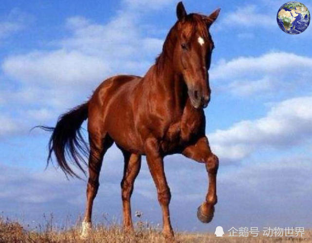 百岔铁蹄马——中国最优秀的马种之一,可惜如今已经