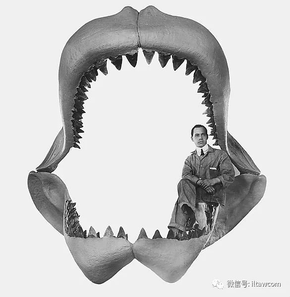megalodon 巨齿鲨只是从牙齿化石及一些脊椎化石
