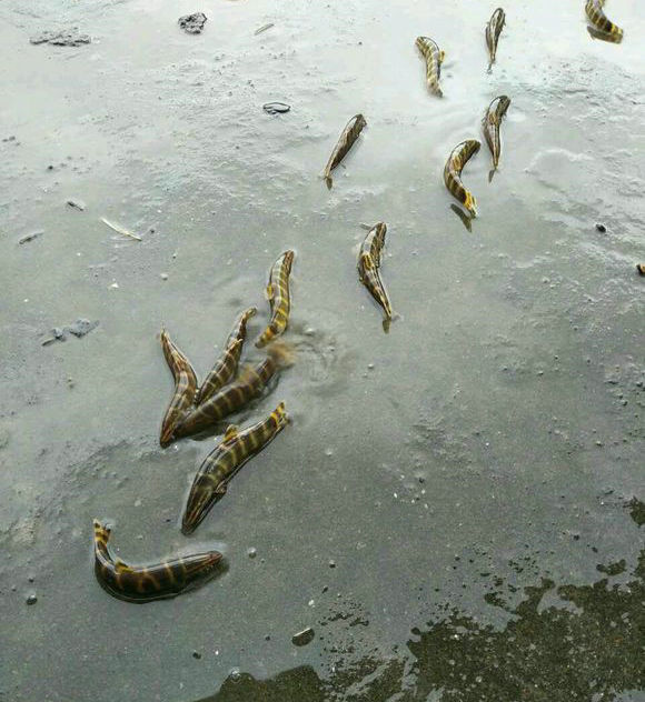 玄鱼子应该就是这种斑纹鳅,沙鳅的一种——据说出水即死,但是肉质鲜嫩