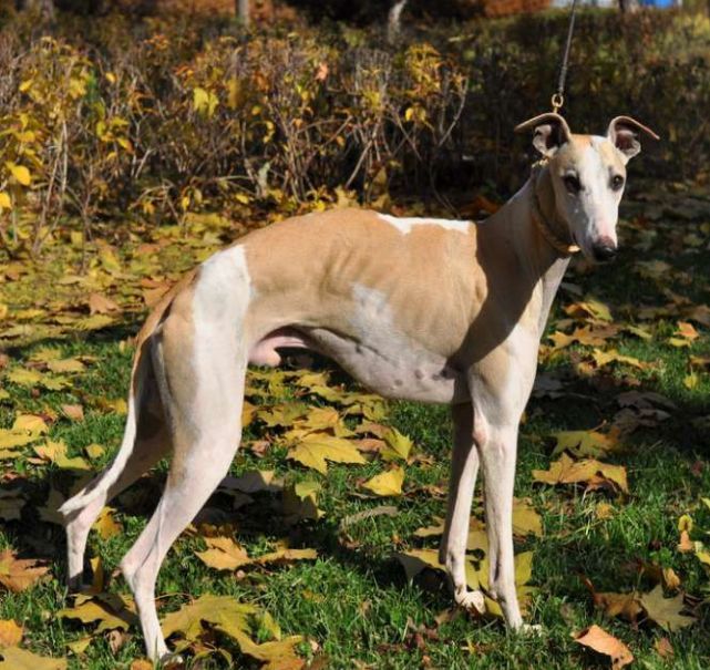 外形极度高雅,呈流线型的完美体型——惠比特犬