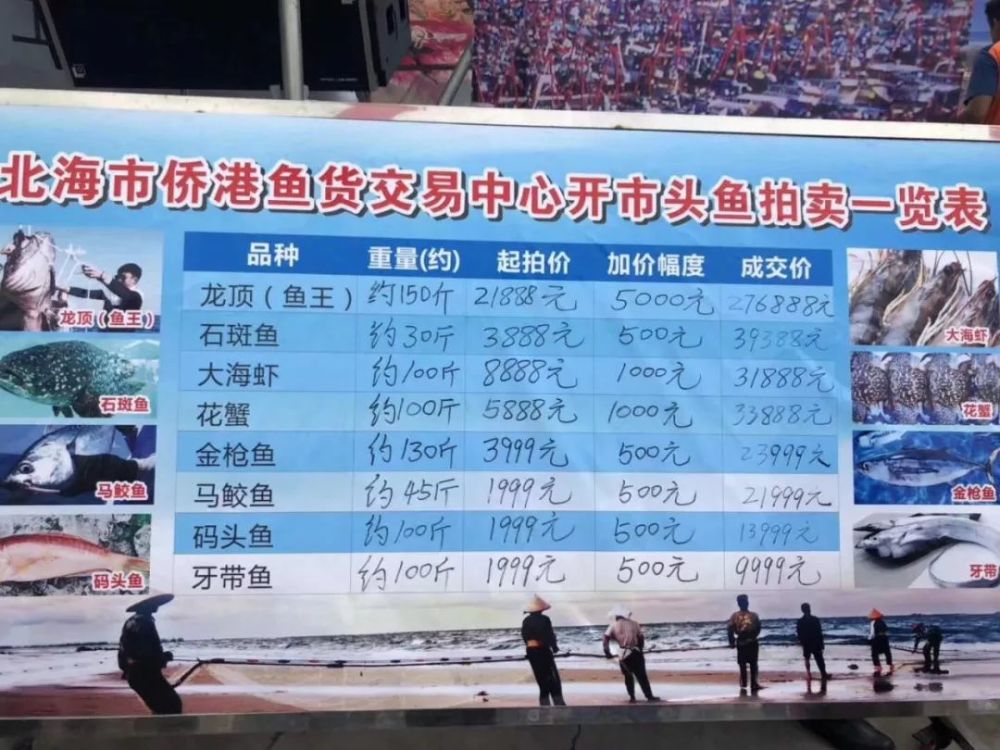 约182斤,708888元!2019北海鱼王诞生!