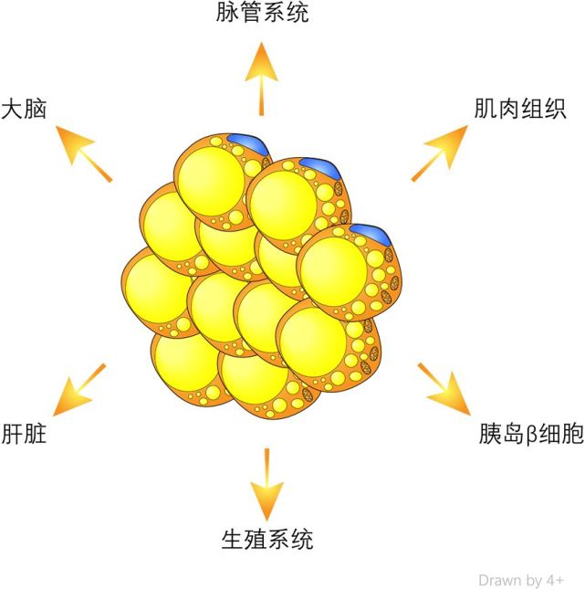 该屯点脂肪过冬了