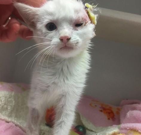 喵脸少1/3的流浪猫总是跌倒,好心女收养后陪它永远爬起来