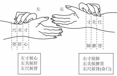 名师教你诊脉