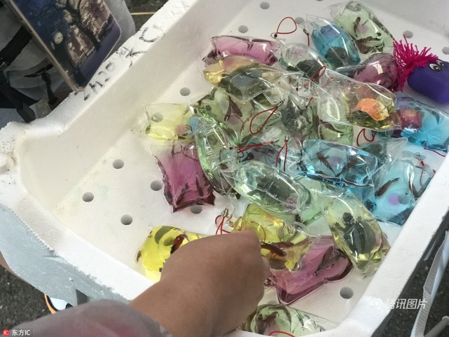 活鱼活龟制成挂坠 市民怒斥太残忍